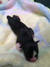 Hl Litter Elsa - ADOPTED 06.01.14