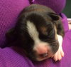 Hl Litter Elsa - ADOPTED 06.01.14