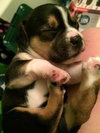 Hl Litter Elsa - ADOPTED 06.01.14