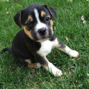 Hl Litter Elsa - ADOPTED 06.01.14