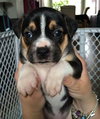 Hl Litter Elsa - ADOPTED 06.01.14
