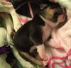 Hl Litter Elsa - ADOPTED 06.01.14