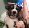 Hl Litter Elsa - ADOPTED 06.01.14