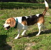 Howard - ADOPTED 06.04.14