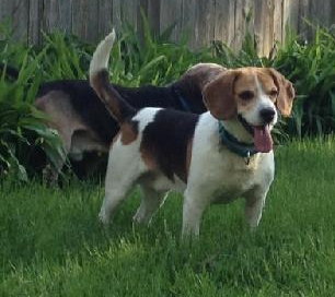 Howard - ADOPTED 06.04.14