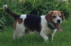 Howard - ADOPTED 06.04.14
