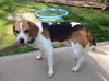 Howard - ADOPTED 06.04.14