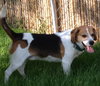 Howard - ADOPTED 06.04.14