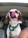 Howard - ADOPTED 06.04.14