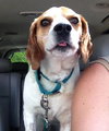 Howard - ADOPTED 06.04.14