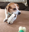 Howard - ADOPTED 06.04.14