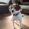 Howard - ADOPTED 06.04.14