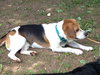 Howard - ADOPTED 06.04.14