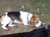 Howard - ADOPTED 06.04.14