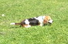 Howard - ADOPTED 06.04.14