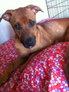 Kl Litter Tulip (Mom) - ADOPTED 07.05.14