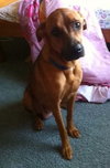 Kl Litter Tulip (Mom) - ADOPTED 07.05.14