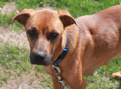 Kl Litter Tulip (Mom) - ADOPTED 07.05.14
