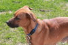 Kl Litter Tulip (Mom) - ADOPTED 07.05.14