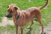 Kl Litter Tulip (Mom) - ADOPTED 07.05.14