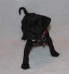 Ll Litter Doc - ADOPTED 06.12.14