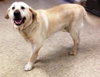 Sundance - ADOPTED 06.11.14