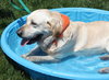Sundance - ADOPTED 06.11.14