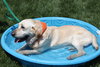 Sundance - ADOPTED 06.11.14