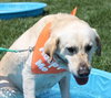 Sundance - ADOPTED 06.11.14