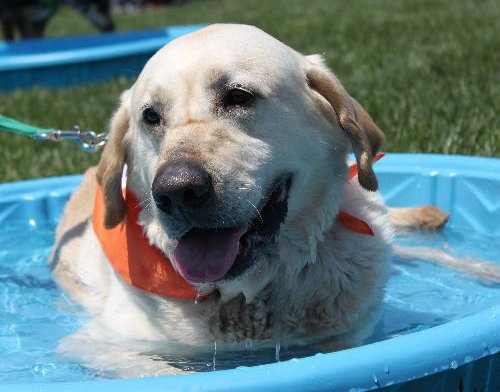 Sundance - ADOPTED 06.11.14
