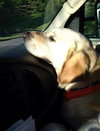 Sundance - ADOPTED 06.11.14