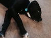 Mason - ADOPTED 03.17.16