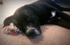 Mason - ADOPTED 03.17.16