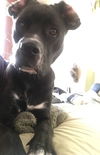 Mason - ADOPTED 03.17.16