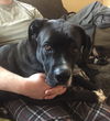 Mason - ADOPTED 03.17.16