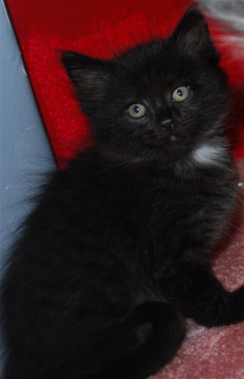 W Litte Nyx - ADOPTED 06.14.14