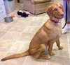 Miss Raven - ADOPTED 06.08.14