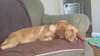 Miss Raven - ADOPTED 06.08.14