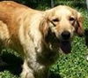 Starla - ADOPTED-1.23.15