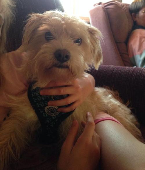 Moe - ADOPTED 06.02.14