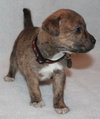 Kl Litter Foxglove - ADOPTED 07.24.14