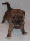 Kl Litter Foxglove - ADOPTED 07.24.14
