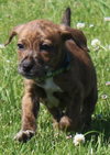 Kl Litter Foxglove - ADOPTED 07.24.14