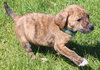 Kl Litter Foxglove - ADOPTED 07.24.14