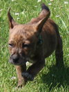 Kl Litter Foxglove - ADOPTED 07.24.14