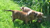 Kl Litter Foxglove - ADOPTED 07.24.14