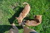 Kl Litter Foxglove - ADOPTED 07.24.14