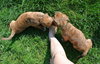 Kl Litter Foxglove - ADOPTED 07.24.14