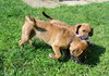 Kl Litter Foxglove - ADOPTED 07.24.14