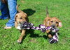 Kl Litter Foxglove - ADOPTED 07.24.14